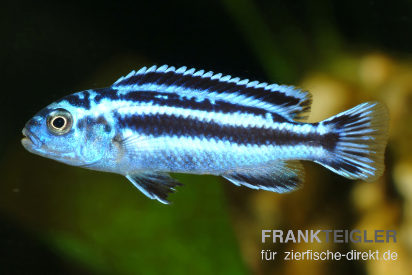 Blauer Johanni (Melanochromis maingano)