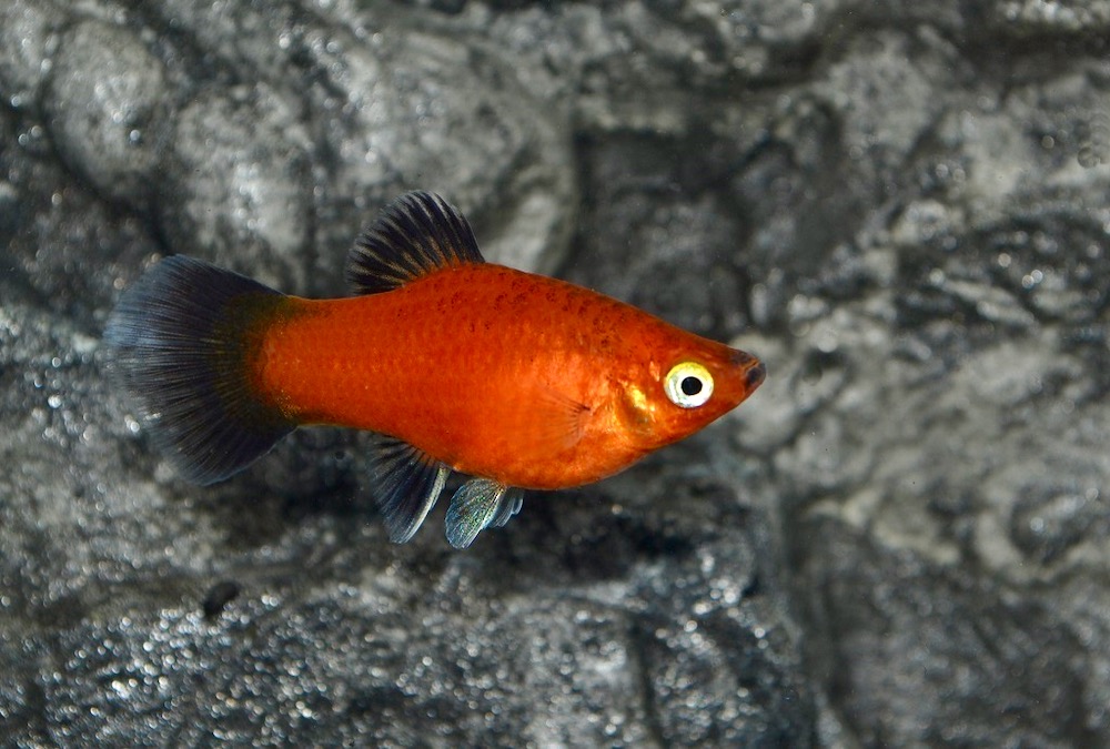 Roter Wagtail Platy (Xiphophorus maculatus var.)