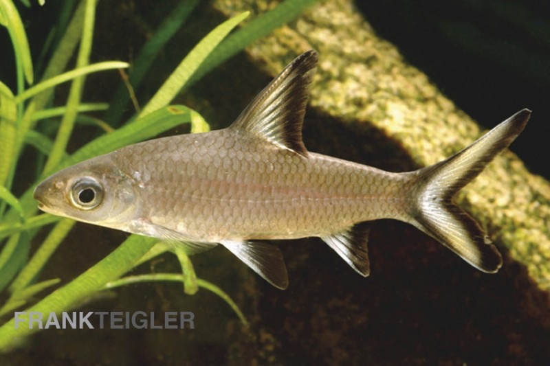 Haibarbe (Balantiocheilos melanopterus)