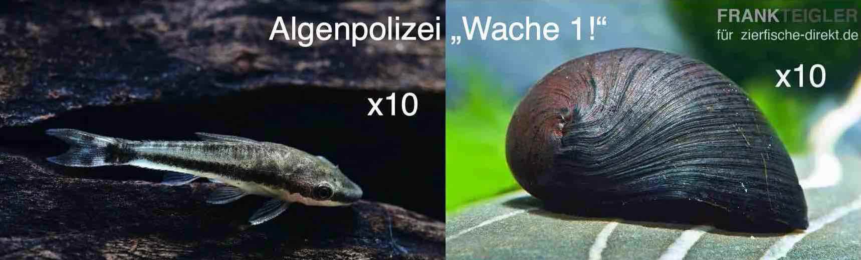 Algen-Polizei "Wache 1": 10 Otocinclus affinis + 10 Napfschnecken