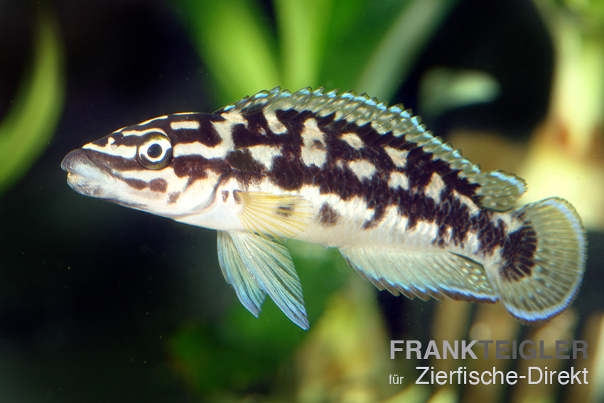 Schwarz-weißer Schlankcichlide (Julidochromis transcriptus)