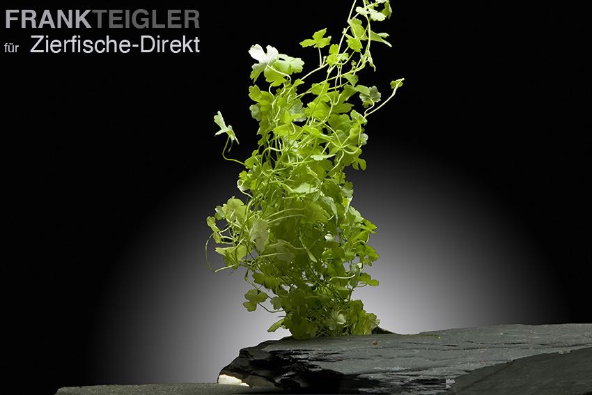 Japan-Kleeblatt, Japanischer dreiteiliger Wassernabel (Hydrocotyle tripartita) -Topf-