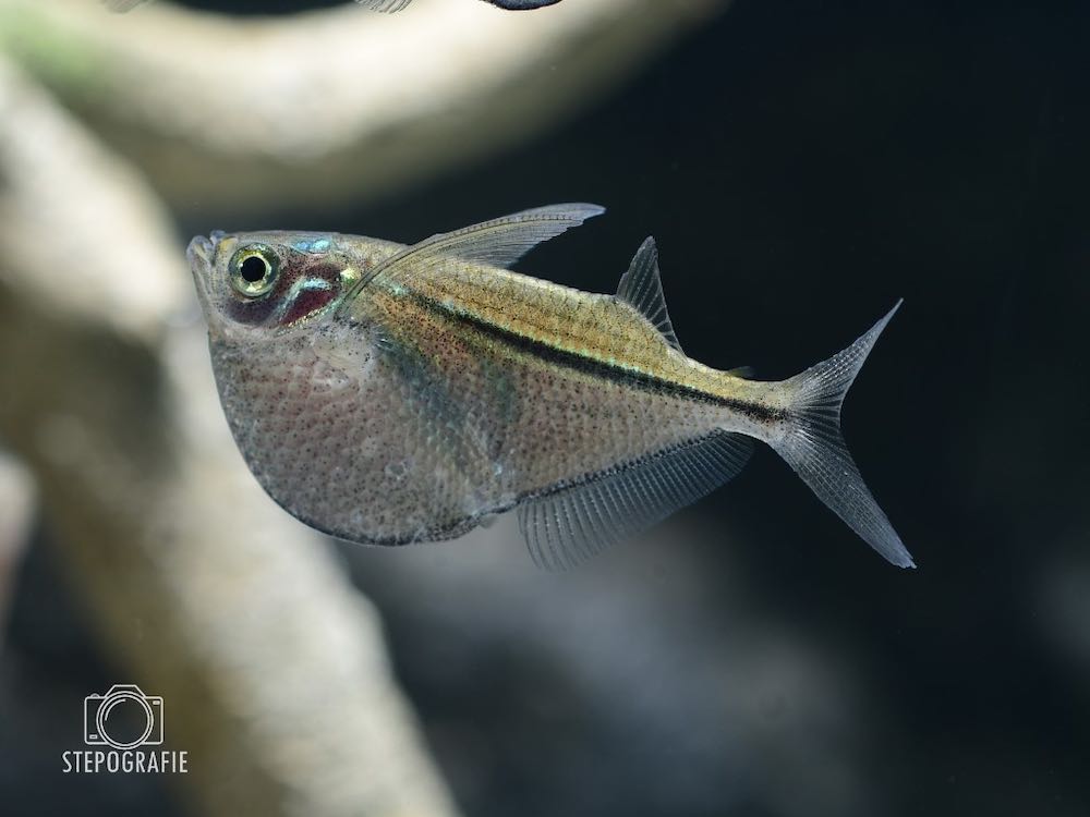Silberner Beilbauchfisch (Carnegiella sternicla)