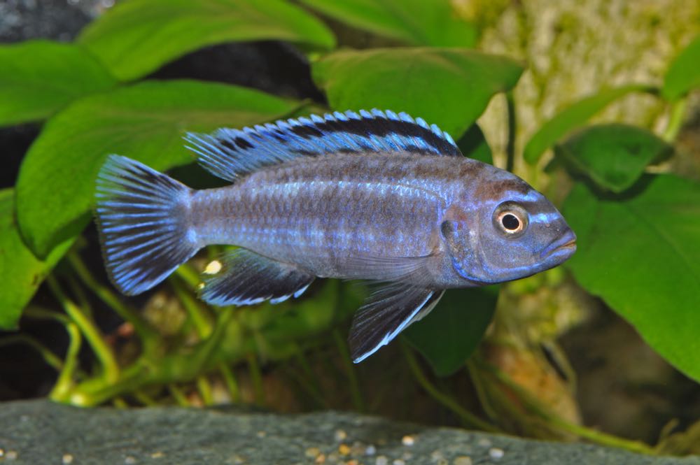 Kobalt-Orange-Buntbarsch (Melanochromis johannii)