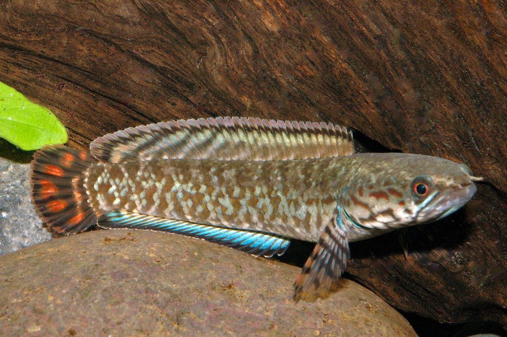 Regenbogen Schlangenkopffisch (Channa bleheri)
