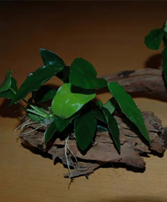 Zwergspeerblatt auf Moorkienholz (Anubias barteri -nana-) 12-18 cm