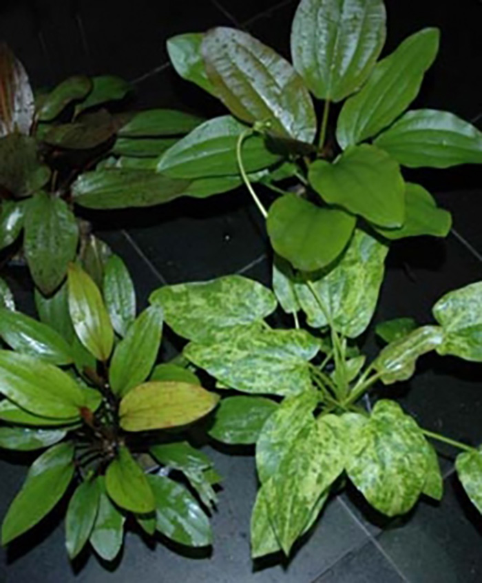 Echinodorus Mutterpflanze