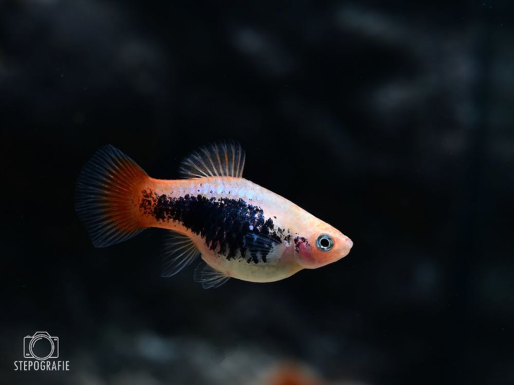Platy Red Tail Silver Coral (Xiphophorus maculatus)
