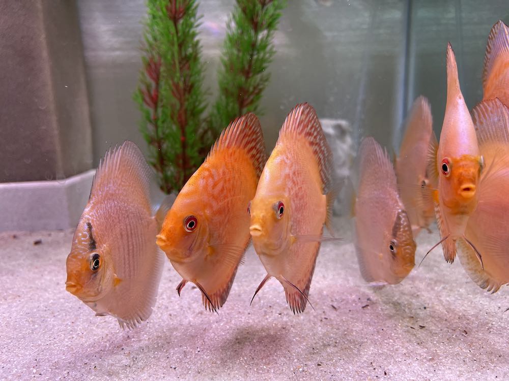 Diese Gruppe ist verkauft! 9,5 - 10 cm Diskusfische Vorteilsgruppe 10 Tiere, gemischte Farben (Stendker Nachzuchten)
