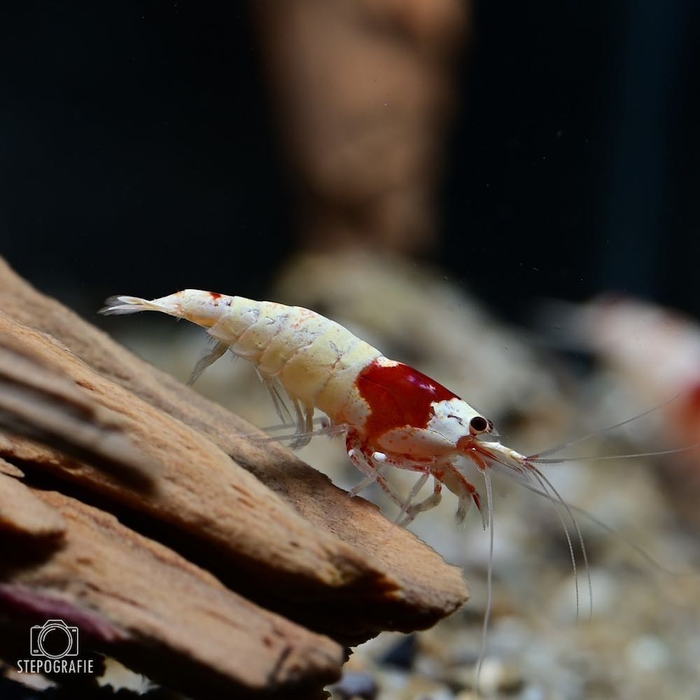 Red Bee Shrimp Mosura Grade S (Caridina cantonensis)