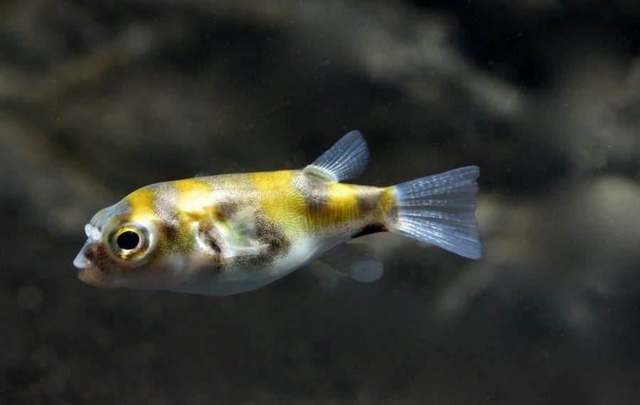 Assel Kugelfisch (Colomesus asellus)