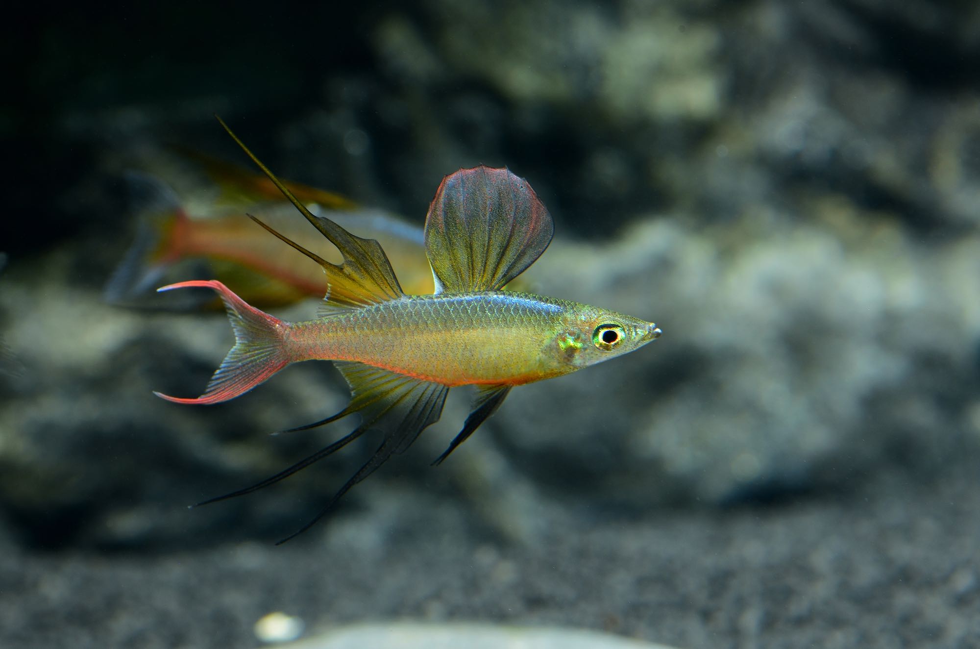 Prachtregenbogenfisch / Filigran-Regenbogenfisch (Iriatherina werneri)