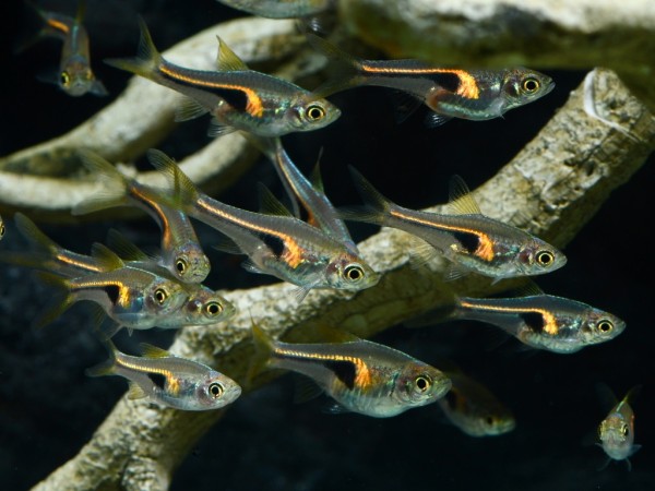 Fische für ein 54 Liter Gesellschafts-Aquarium für Anfänger "Spezial"