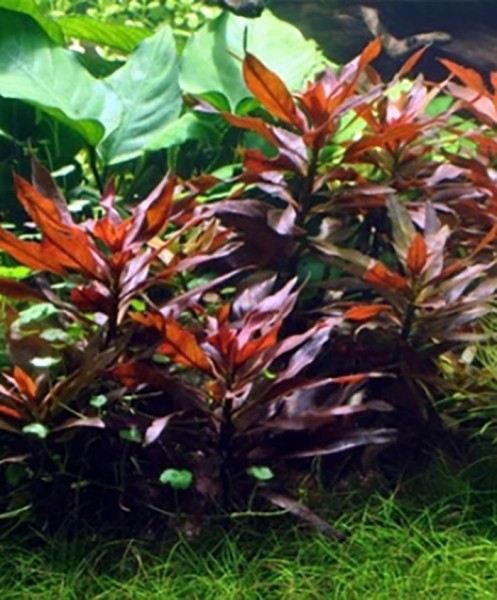 Rote Sternludwigie (Ludwigia glandulosa) -Topf-