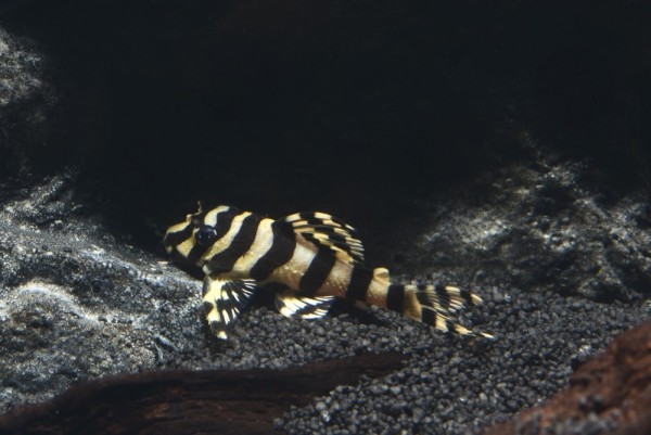 L 134 Rio Tapajos Zebra (Peckoltia compta)