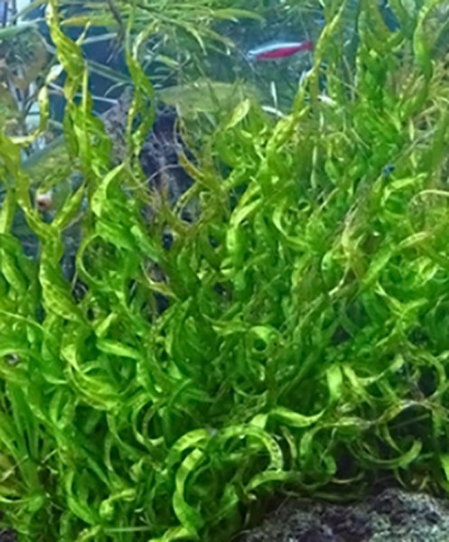 Schwertpflanze Vesuv (Echinodorus vesuvius) im Topf