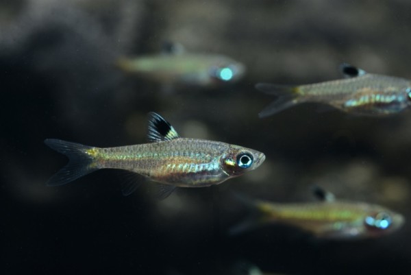Augenfleckbärbling / Leuchtaugenbärblingen (Rasbora / Brevibora dorsiocellata)