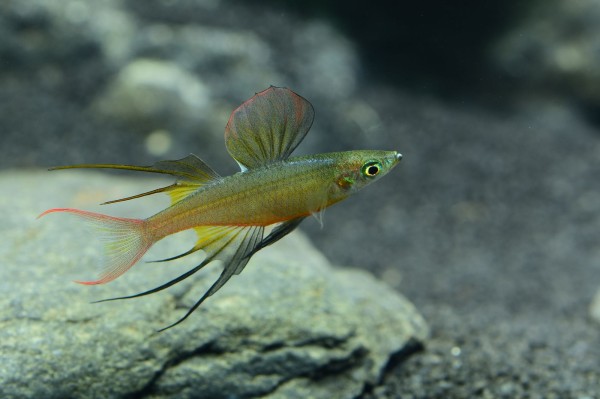 Prachtregenbogenfisch (Iriatherina werneri)