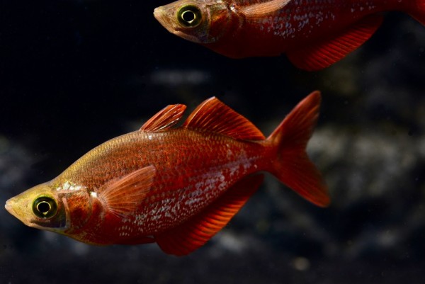Lachsroter Regenbogenfisch (Glossolepis incisus)