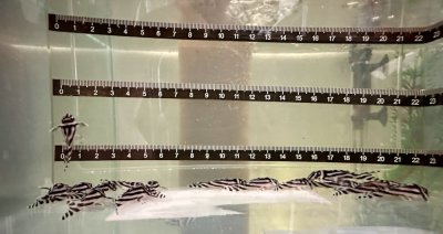 L46 Zebraharnischwels ca. 4 cm