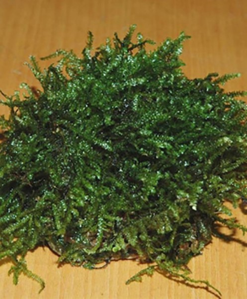 Javamoos auf Stein (Taxyphyllum barbieri) - ca. 6-7 cm-