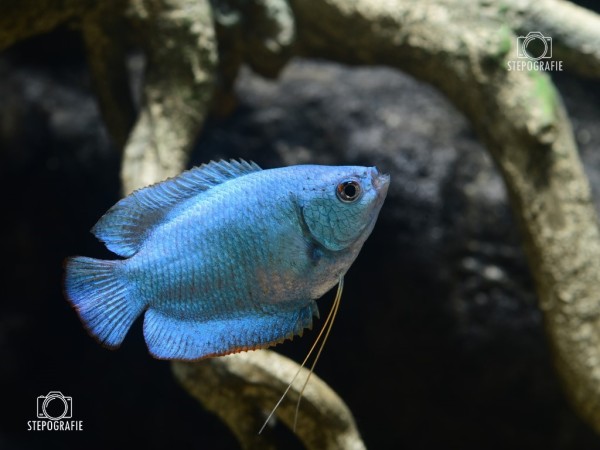 Zwergfadenfisch Kobalt blau (Trichogaster lalia var.)