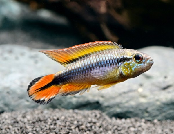 Fische für ein 54 Liter Südamerika-Aquarium "Spezial"