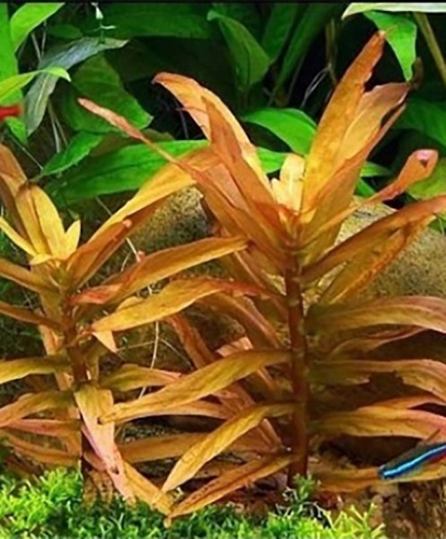 Große Cocnacpflanze, Dickstängelige Nesaea (Ammania crassicaulis, früher Nesaea crassicaulis)