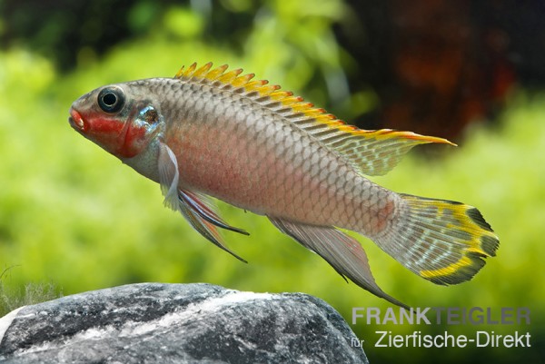 Smaragd-Prachtbarsch (Pelvicachromis taeniatus nigeria red)
