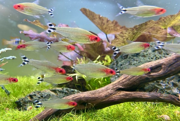 Fische für ein 450 Liter Skalar-Aquarium "Klassik"