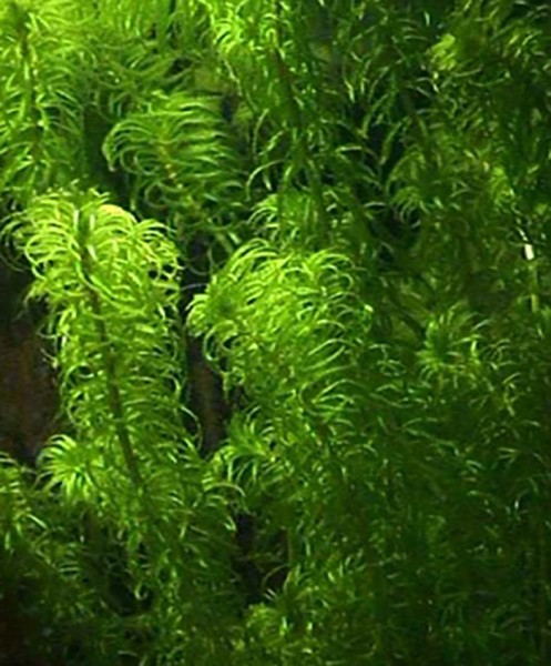 Tropische Wasserpest (Egeria najas) im Bund