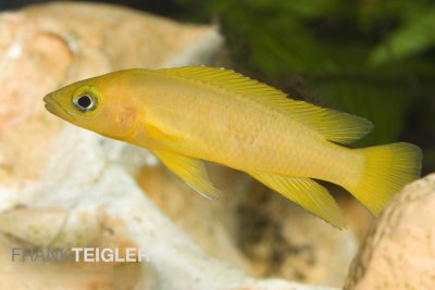 Tanganjika-Goldcichlide  (Neolamprologus leleupi)