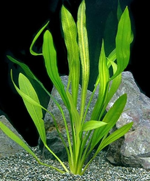 Uruguay-Schwertpflanze (Echinodorus uruguayensis) -Topf-
