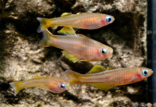 Ivantsoffs Regenbogenfisch / Blauauge (Pseudomugil ivantsoffi)