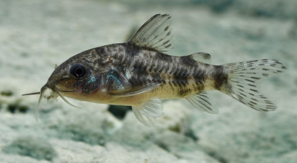 Fische für ein 54 Liter Gesellschafts-Aquarium für Anfänger "Spezial"
