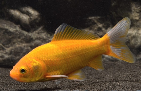 Goldfisch Gelb (Carassius auratus): 12-15 cm