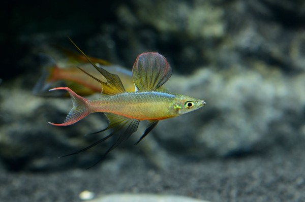 Prachtregenbogenfisch (Iriatherina werneri)